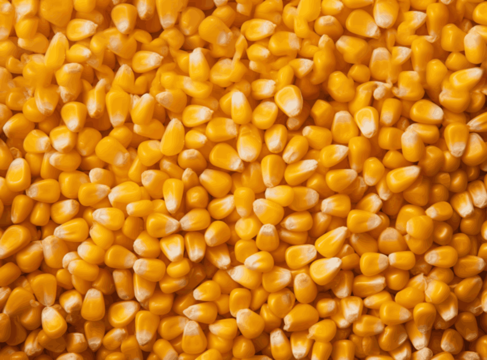 maize
